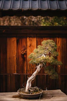 A close-up of a carefully pruned bonsai tree displayed on a rustic wooden table.
