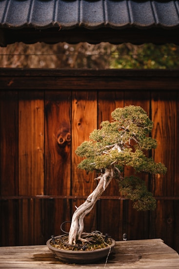 A carefully cultivated bonsai tree rests in a shallow round pot, positioned on a wooden table. The tree features a twisted and gnarled trunk with lush green foliage, set against a background of vertical wooden planks and a dark roof overhang.