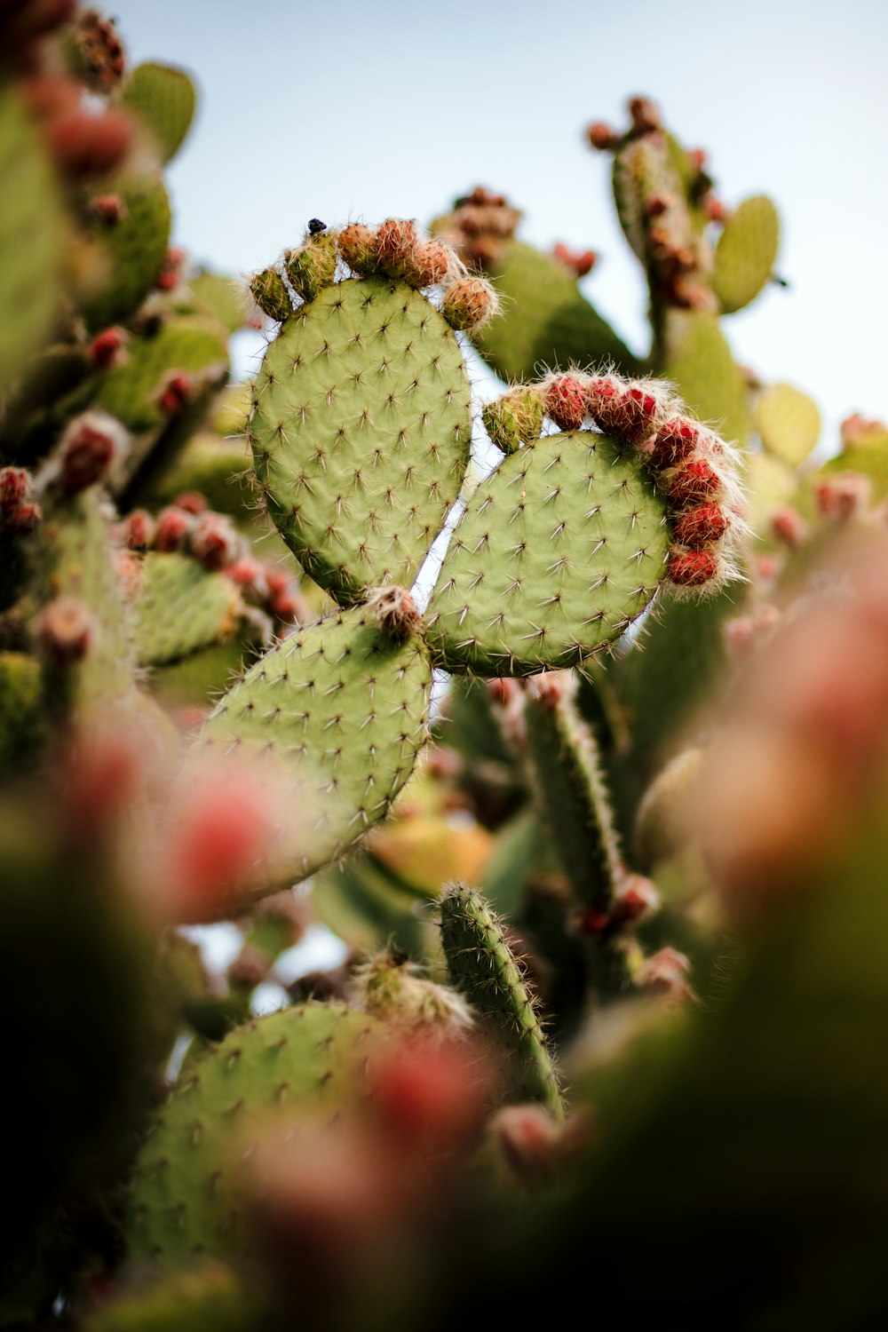 a close up of a cactus plant with a sky in the background