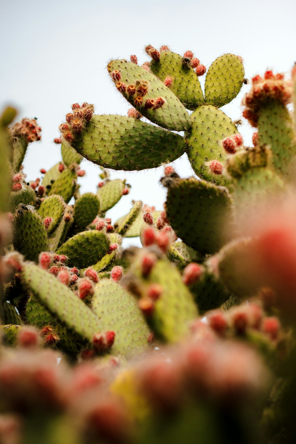 a close up of a cactus plant with a sky in the background