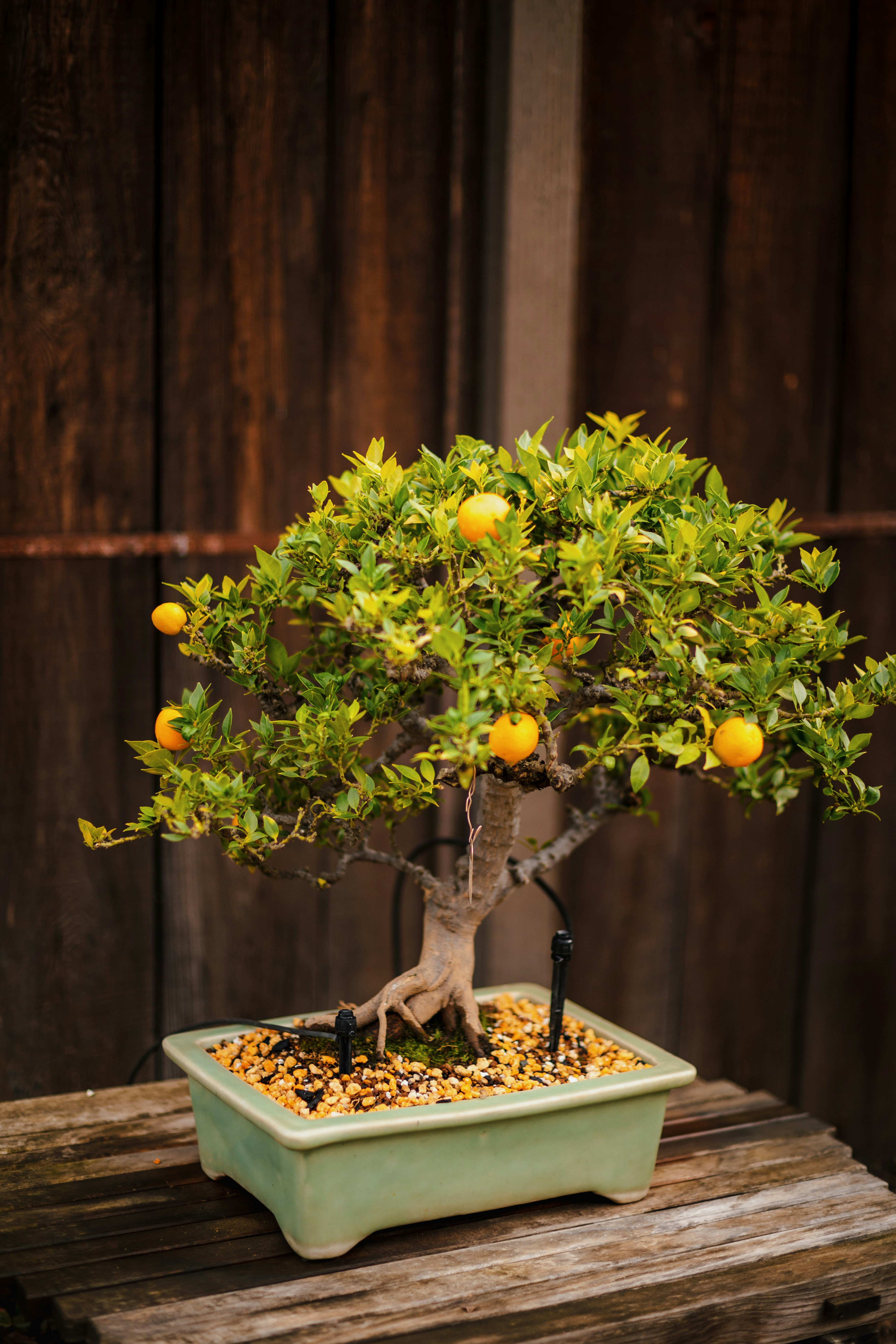 A bonsai tree in a green pot on a wooden table photo  Free Food Image on  Unsplash
