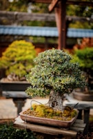 A carefully sculpted bonsai tree sits in a rectangular ceramic pot, its roots covered with a layer of moss. The tree is full of dense green foliage with small leaves and is placed on a wooden table. In the background, other trees and garden elements can be seen out of focus.