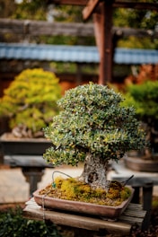 A carefully sculpted bonsai tree sits in a rectangular ceramic pot, its roots covered with a layer of moss. The tree is full of dense green foliage with small leaves and is placed on a wooden table. In the background, other trees and garden elements can be seen out of focus.