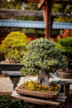 A carefully sculpted bonsai tree sits in a rectangular ceramic pot, its roots covered with a layer of moss. The tree is full of dense green foliage with small leaves and is placed on a wooden table. In the background, other trees and garden elements can be seen out of focus.