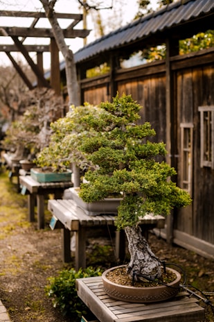 A meticulously maintained bonsai tree is positioned on a wooden table in a quaint outdoor garden. The tree features a thick, textured trunk and vibrant green foliage. A series of similar bonsai trees line up behind it, each placed on tables. The backdrop includes a rustic wooden structure with traditional Japanese architectural elements, creating a serene and natural atmosphere.