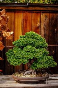 Bonsai Pinheiro