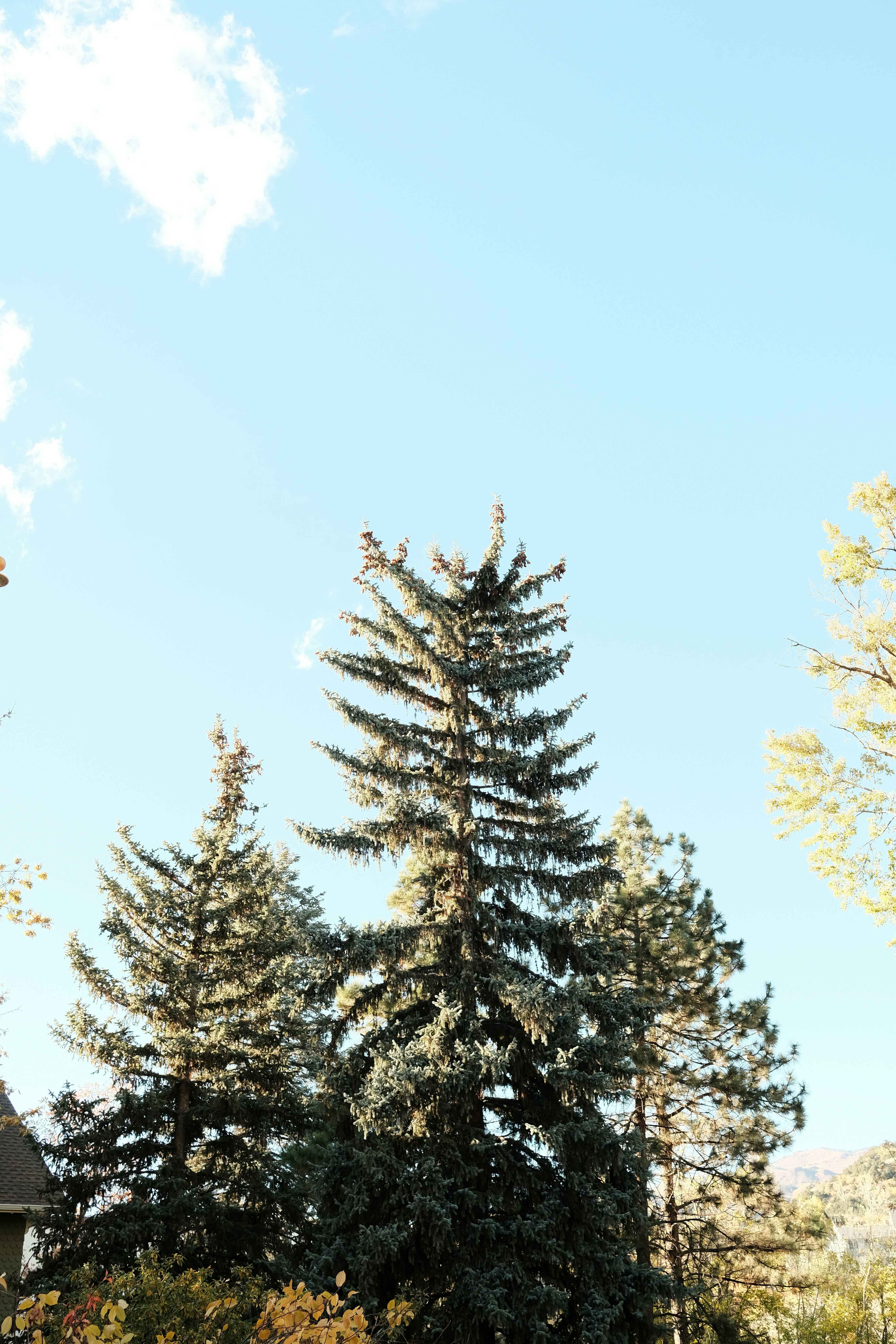 a tall pine tree sitting in the middle of a forest