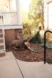 a deer laying on the ground in front of a house