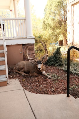 a deer laying on the ground in front of a house