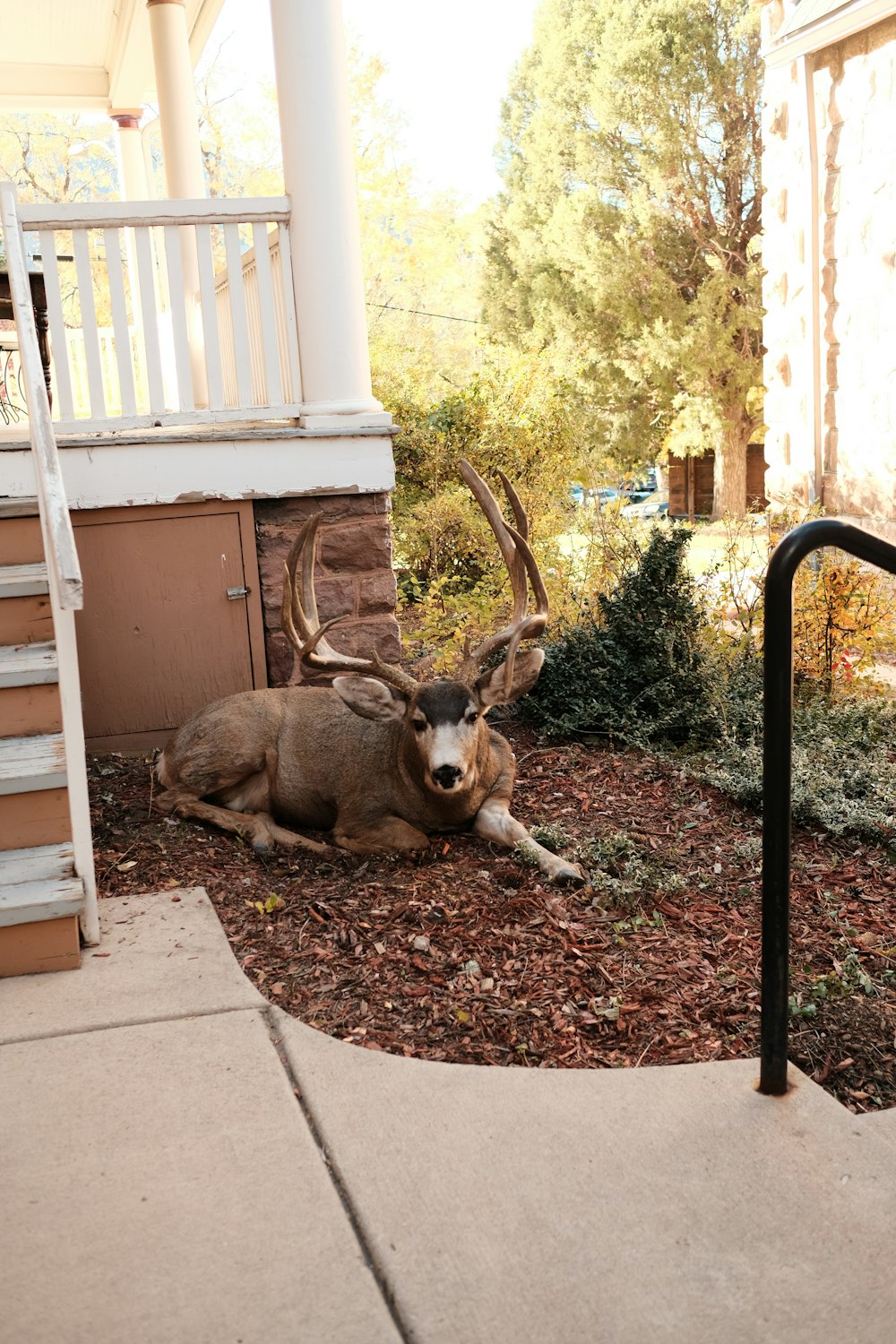 a deer laying on the ground in front of a house