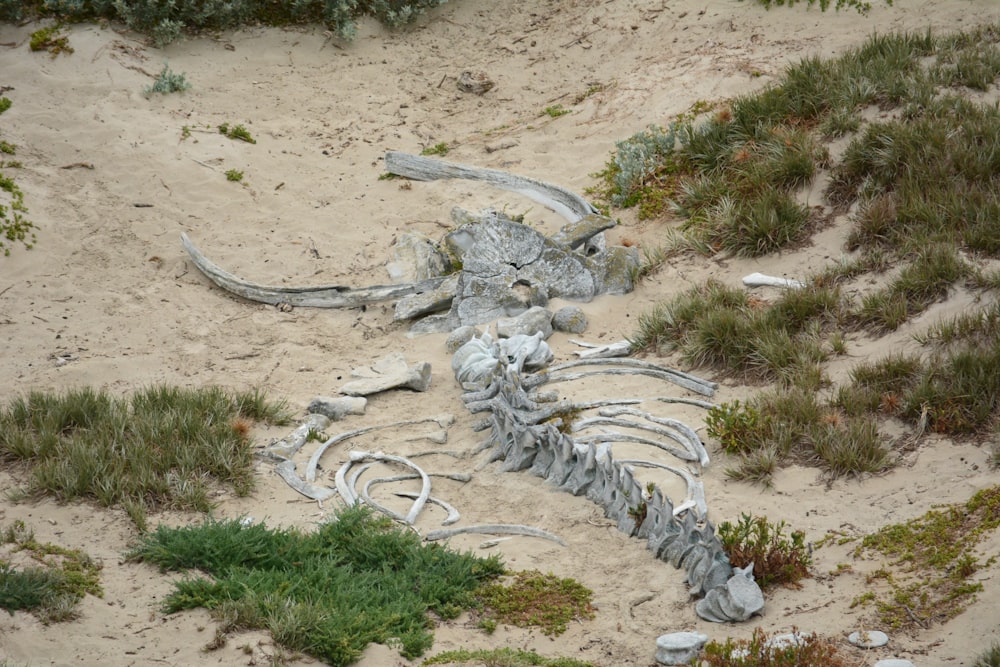 a skeleton of a dinosaur on a beach