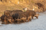 Close-up of a healthy buffalo drinking water from a natural stream.