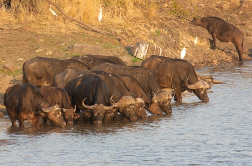 Close-up of a healthy buffalo drinking water from a natural stream.