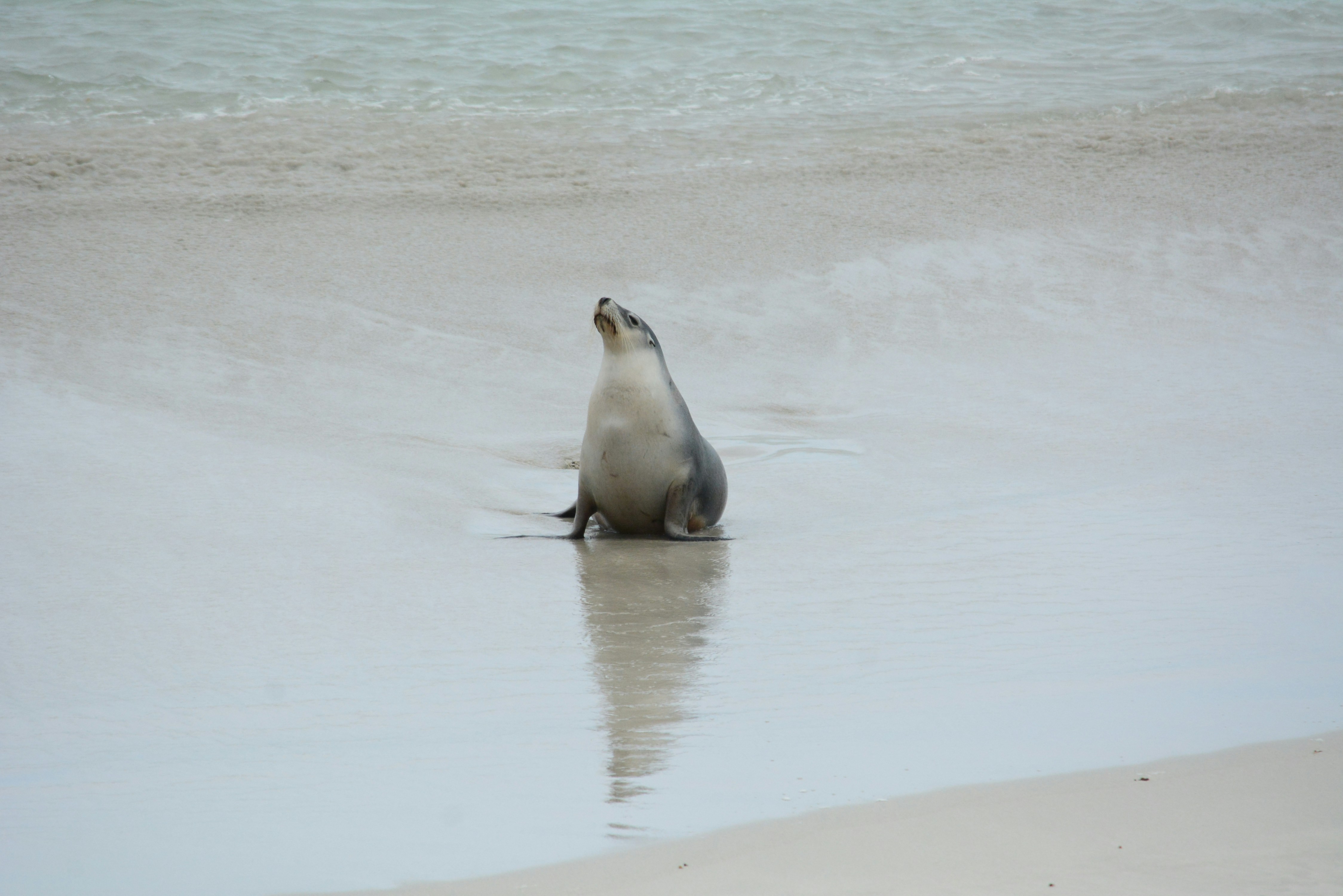 Seal Bay, South Australia