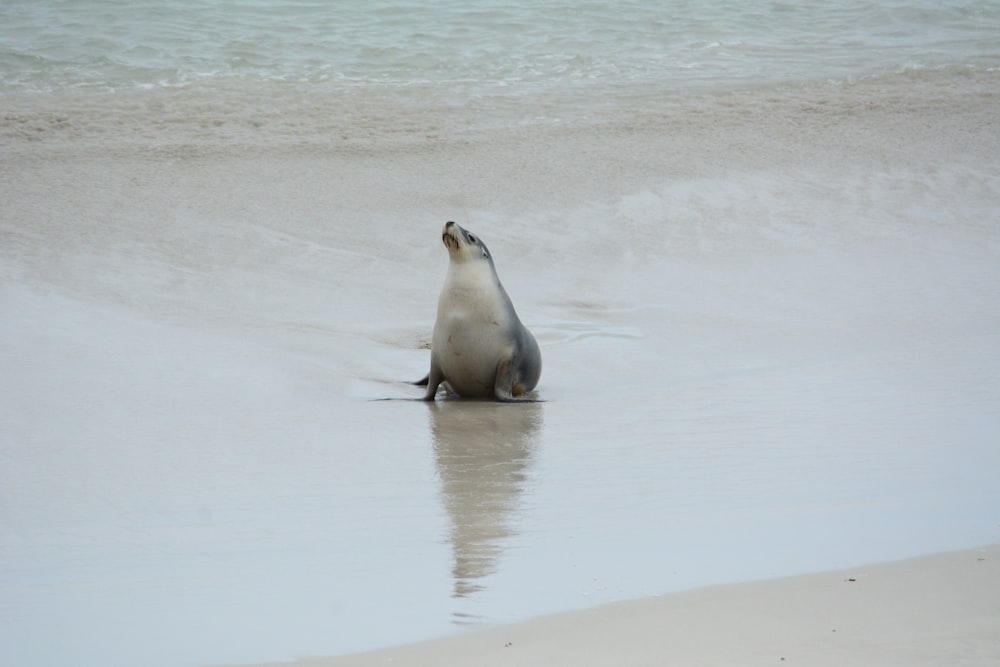 a seal is sitting in the water on the beach