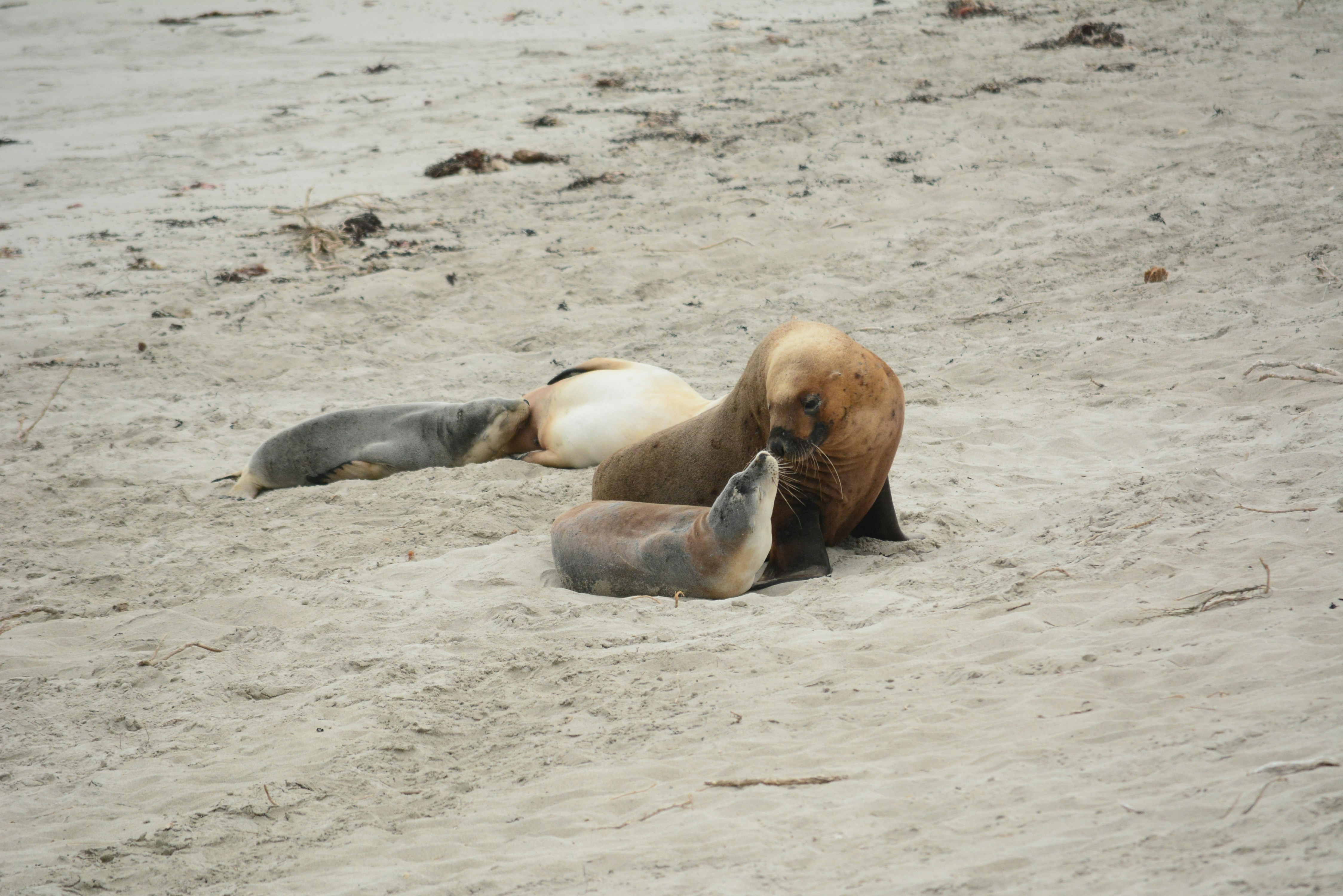 Australian sea lions resting on the sand at Seal Bay, Kangaroo Island
