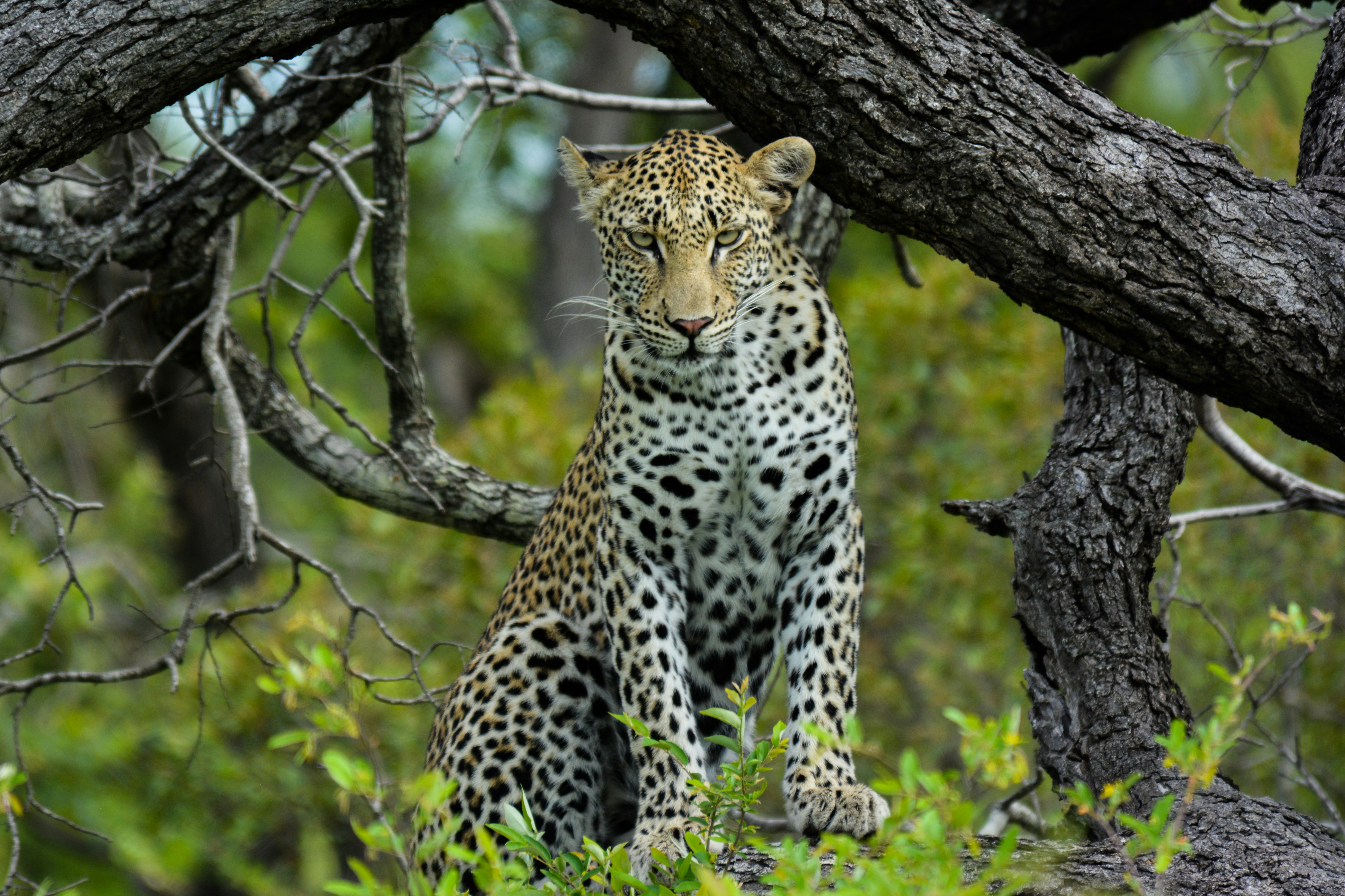 a leopard sitting in a tree in a forest