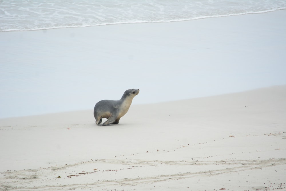 a seal on a beach near the ocean
