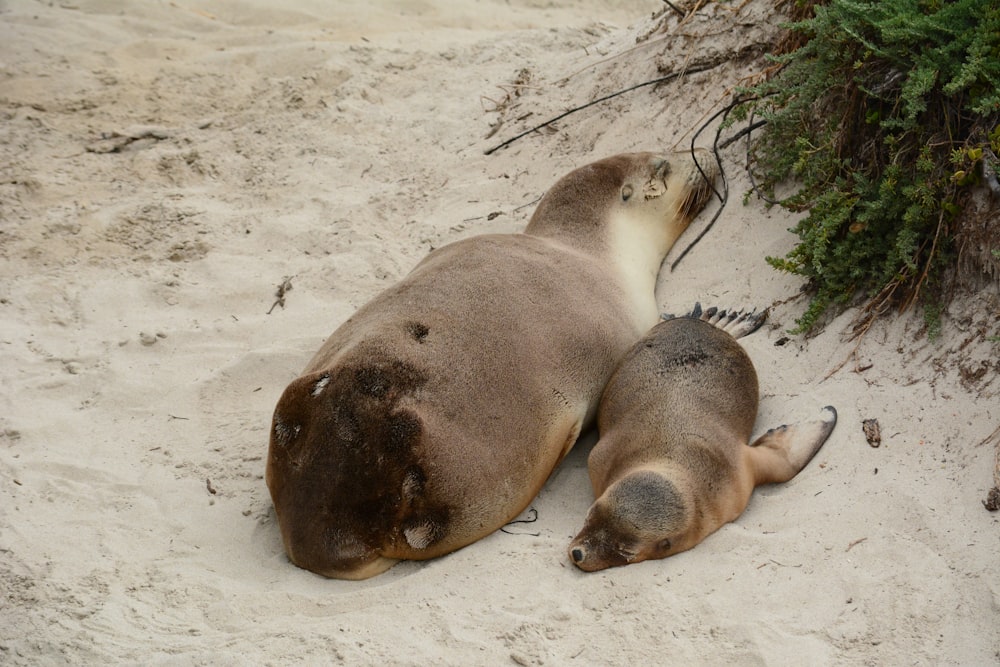 a couple of sea lions laying on top of a sandy beach