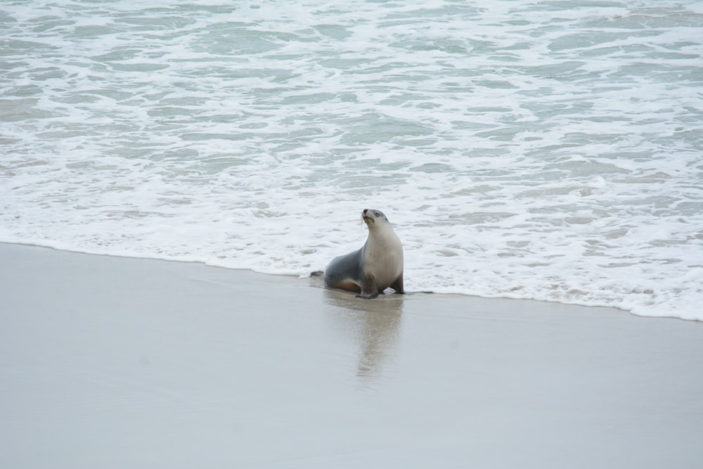 a sea lion sitting on the beach next to the ocean