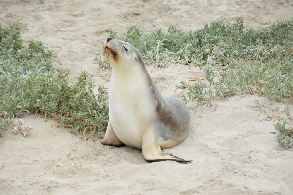 a seal is sitting on the sand and looking up
