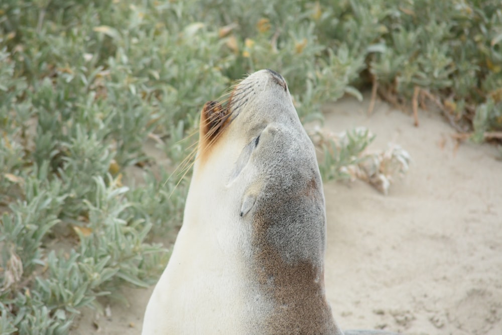 a close up of a seal on a beach