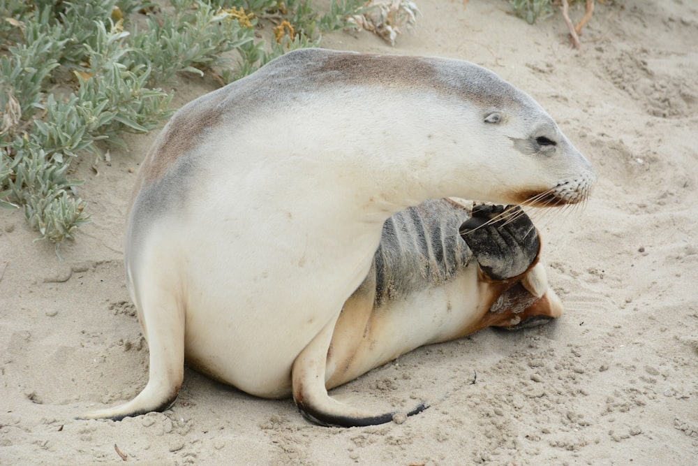 a seal laying on top of a sandy beach