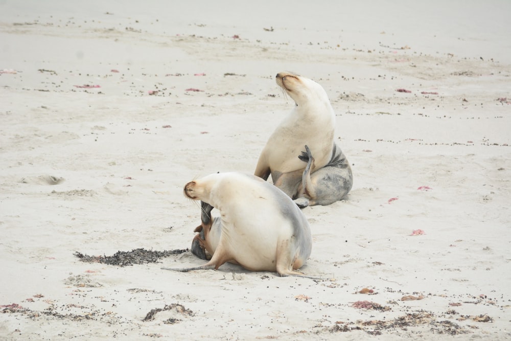 a couple of sea lions sitting on top of a sandy beach