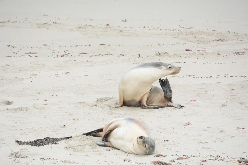 a couple of sea lions laying on top of a sandy beach