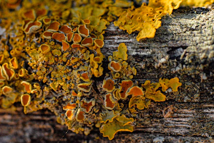 a close up of a tree trunk covered in lichen.