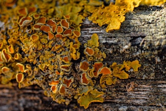 a close up of a tree trunk covered in lichen