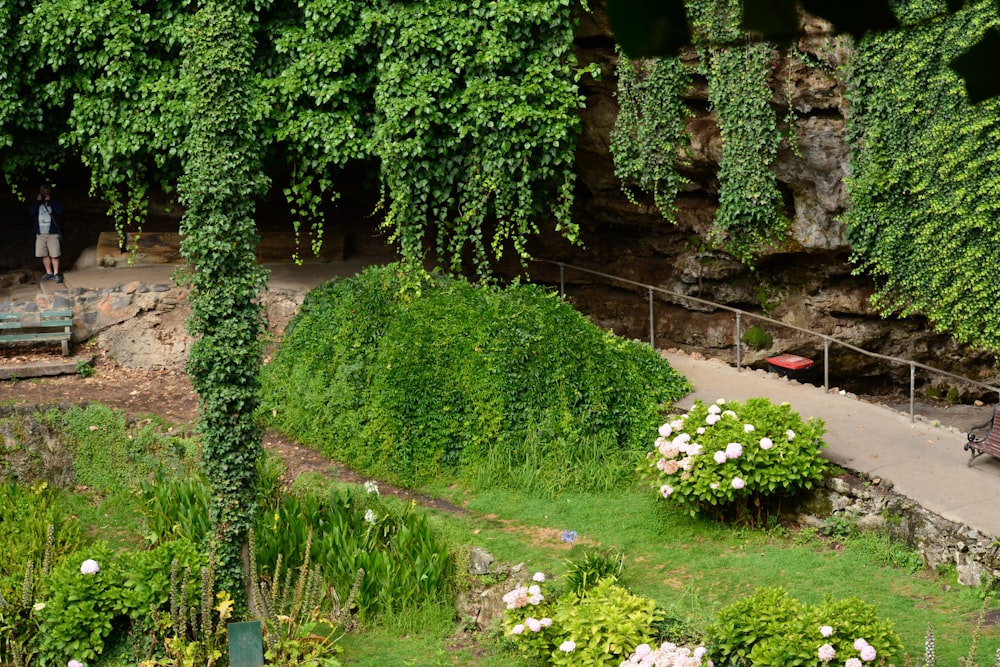 Una exuberante ladera verde cubierta de muchas plantas