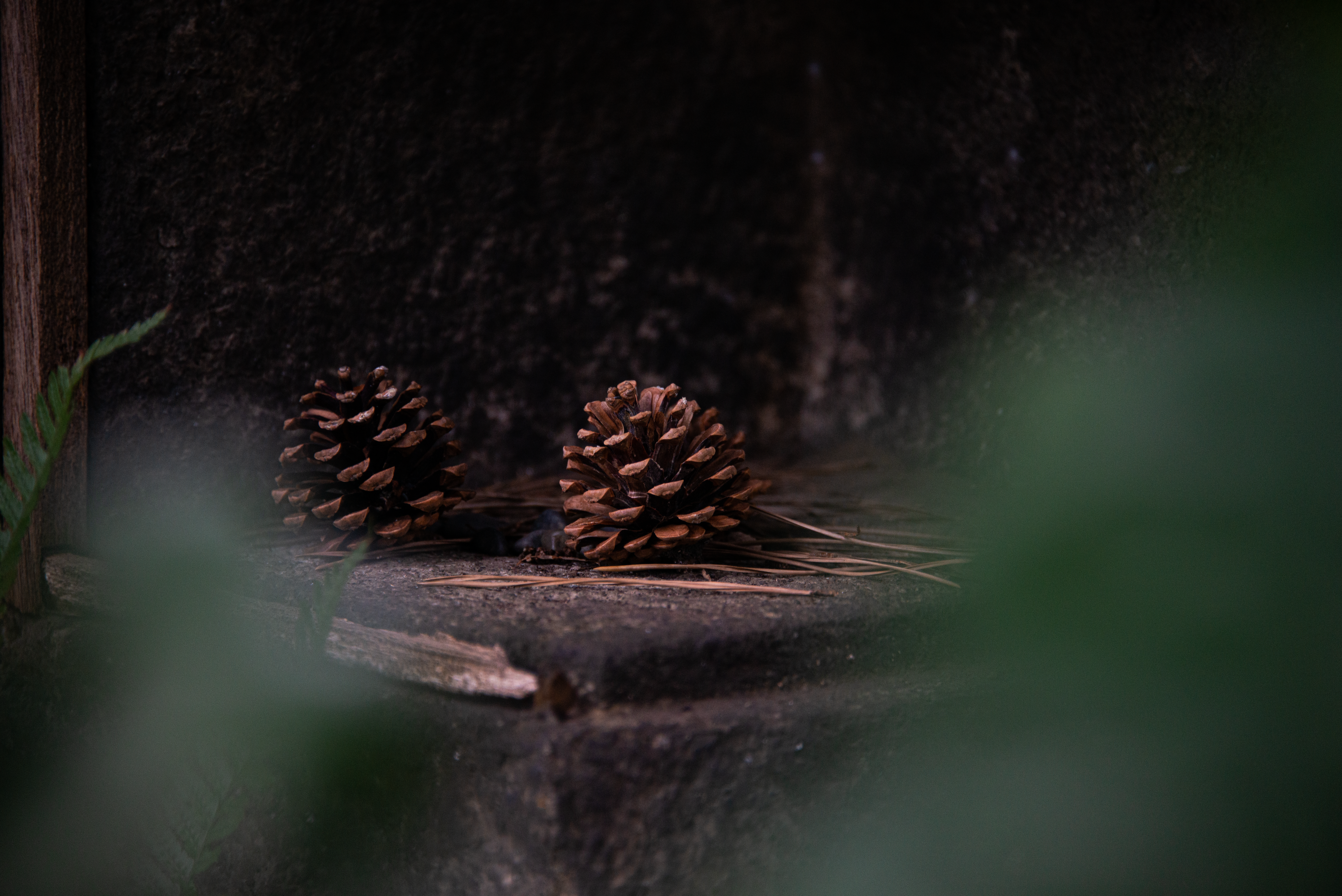 a couple of pine cones sitting on top of a rock