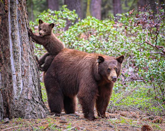 two brown bears standing next to each other in a forest