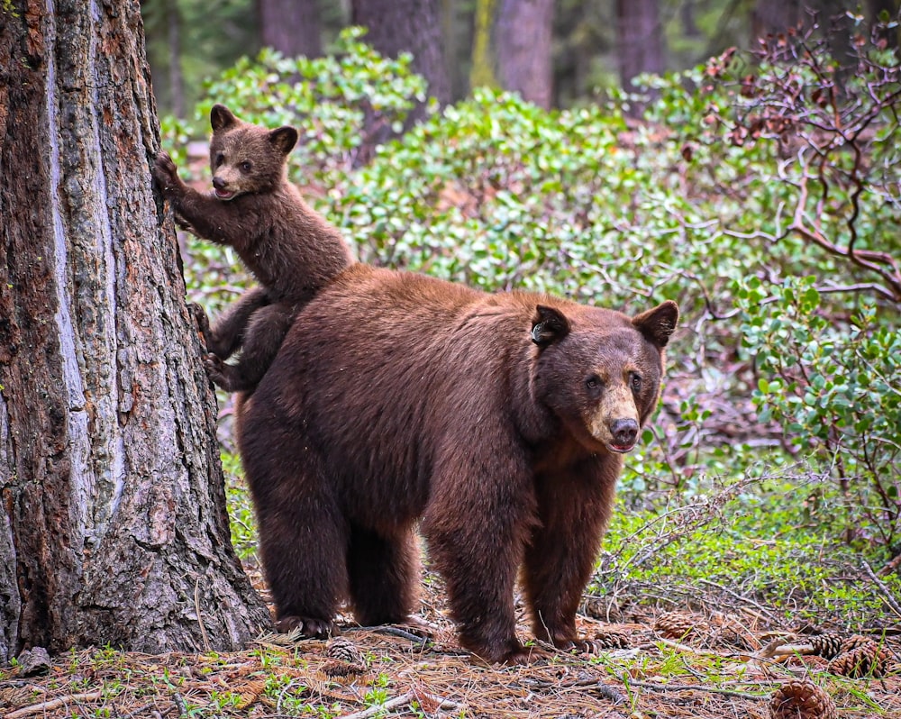 two brown bears standing next to each other in a forest