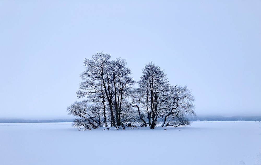 a couple of trees that are standing in the snow