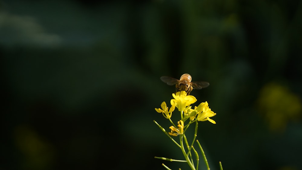 a bee sitting on top of a yellow flower