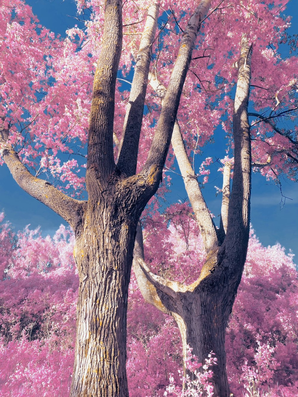 Un árbol con flores rosadas en el fondo