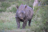 A rhinoceros covered in mud stands amidst green foliage, with a small bird perched on its back. The surrounding area is lush and hints at a natural, wild habitat.