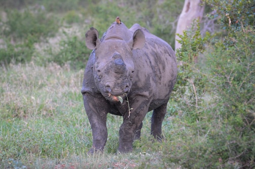 A rhinoceros covered in mud stands amidst green foliage, with a small bird perched on its back. The surrounding area is lush and hints at a natural, wild habitat.