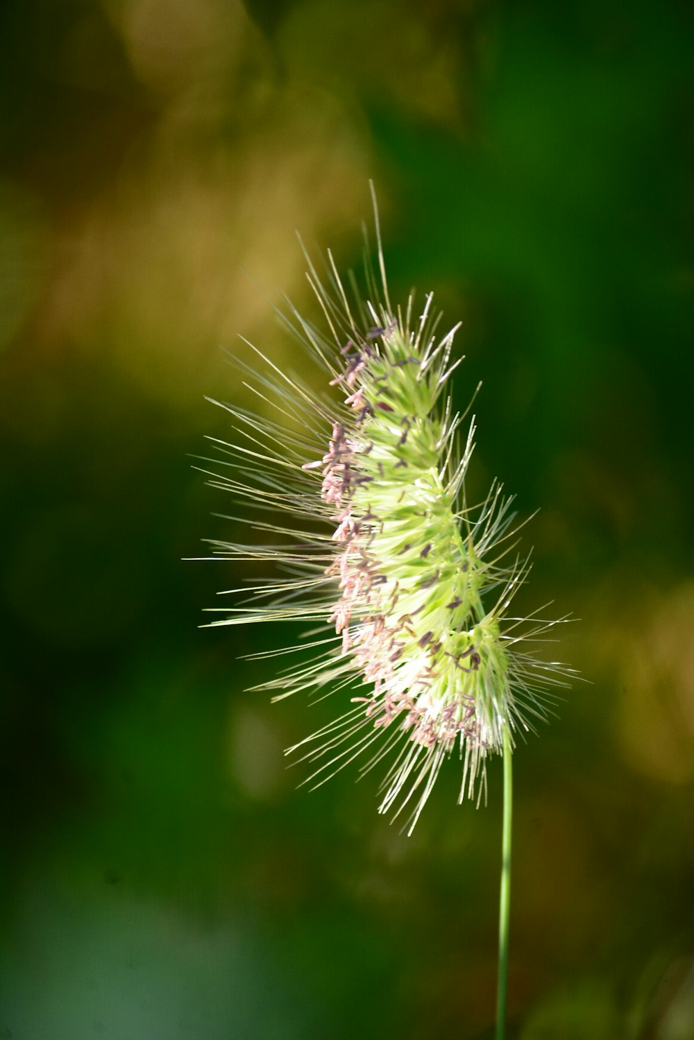 a close up of a flower with a blurry background