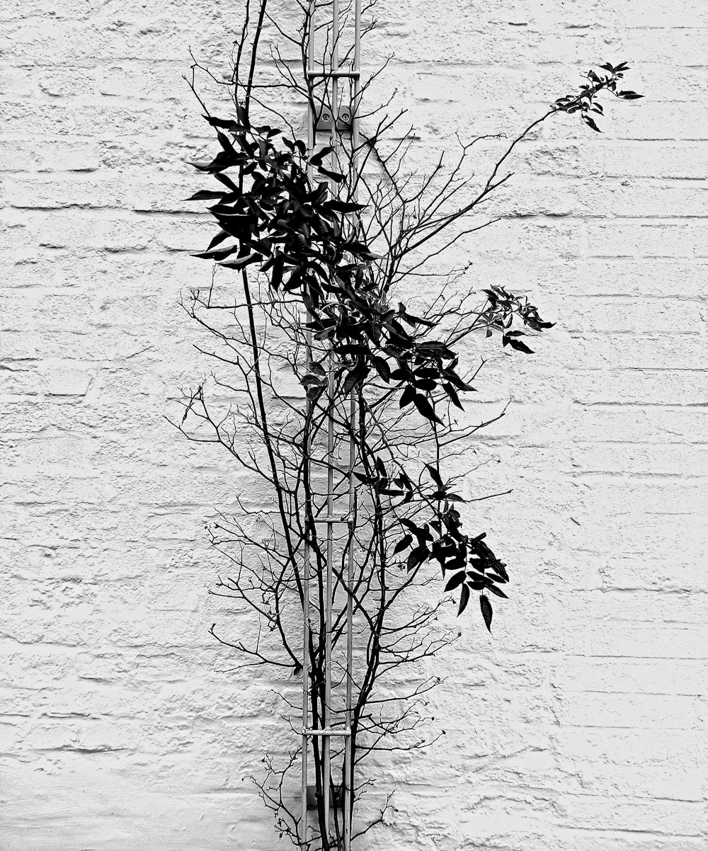 a black and white photo of a tree in front of a brick wall