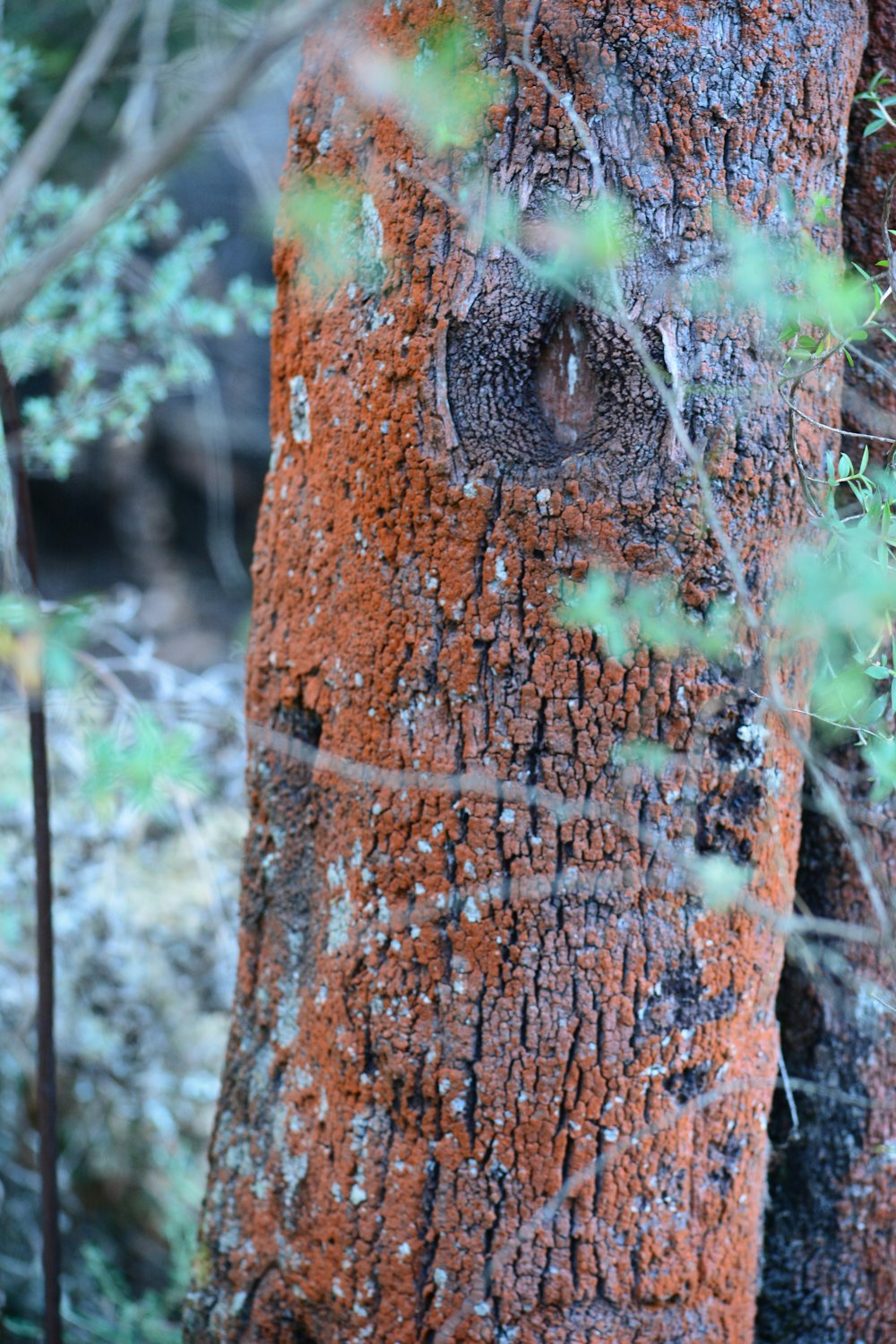 a close up of the bark of a tree