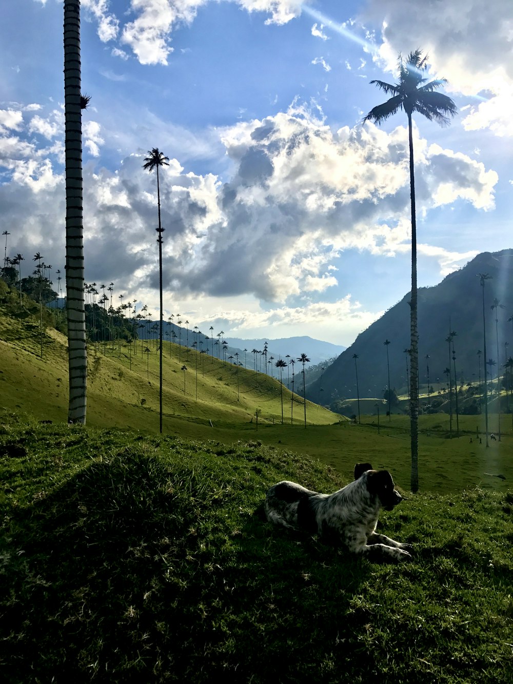 Un cane che giace su una collina verde lussureggiante