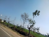 A rural landscape featuring a row of trees with some foliage alongside a road. There are power lines and transmission towers visible in the background. The sky is clear and the scene exudes a sense of spaciousness.