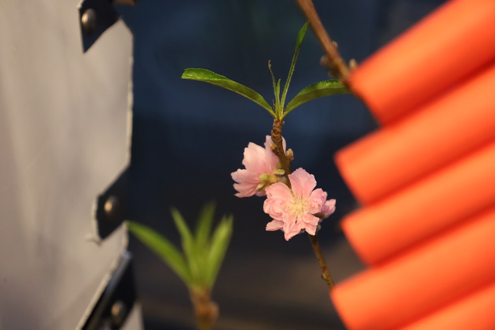 a small pink flower on a twig