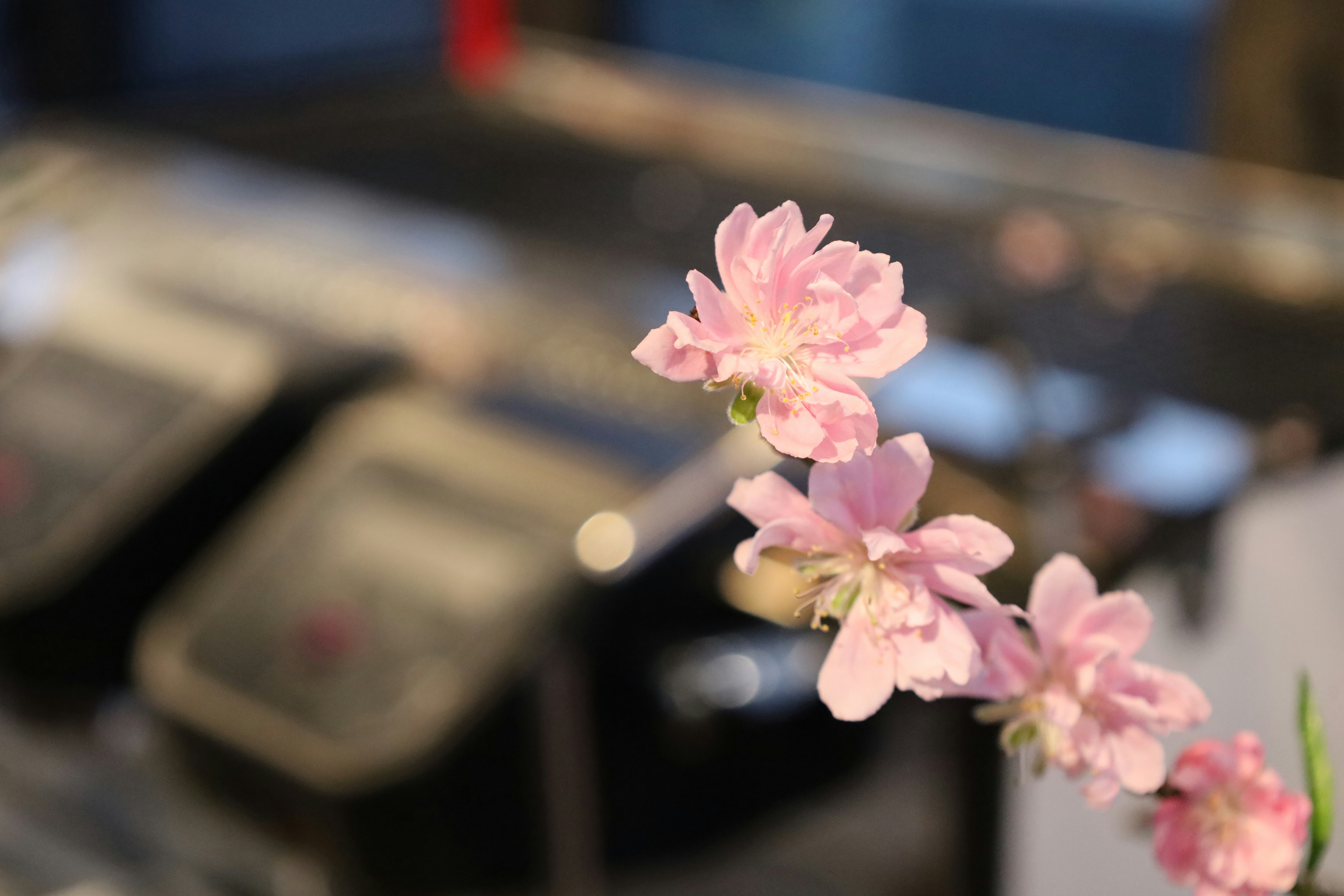 a close up of pink flowers in a vase