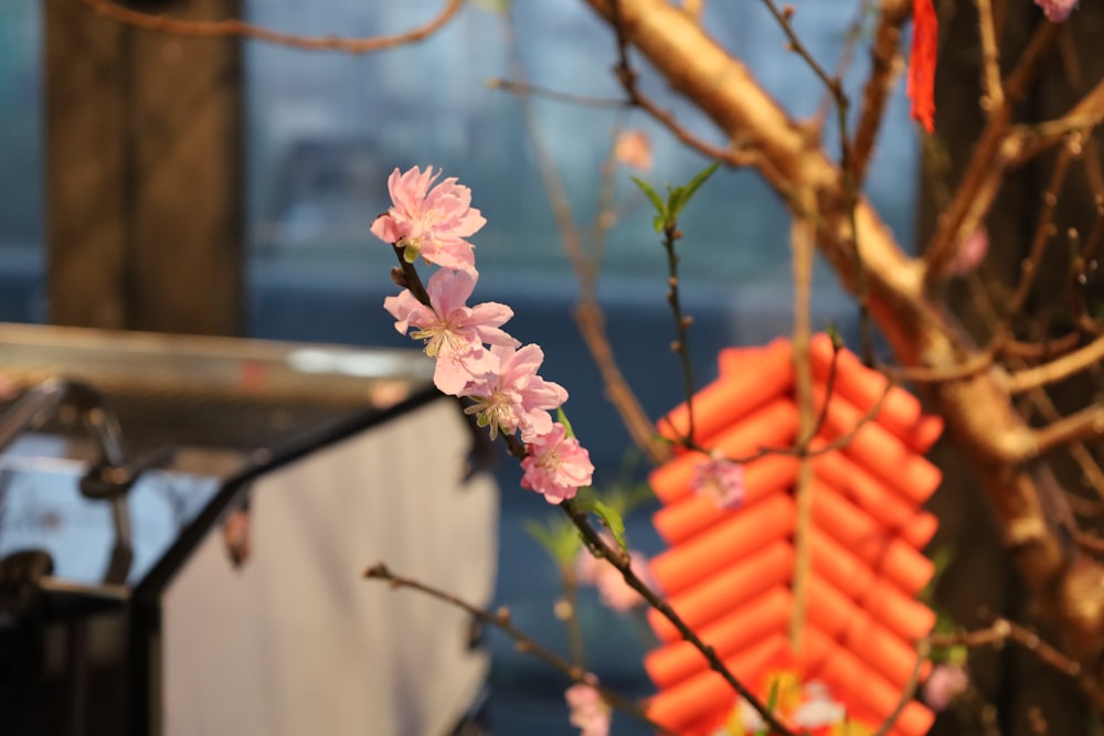 a branch of a tree with pink flowers