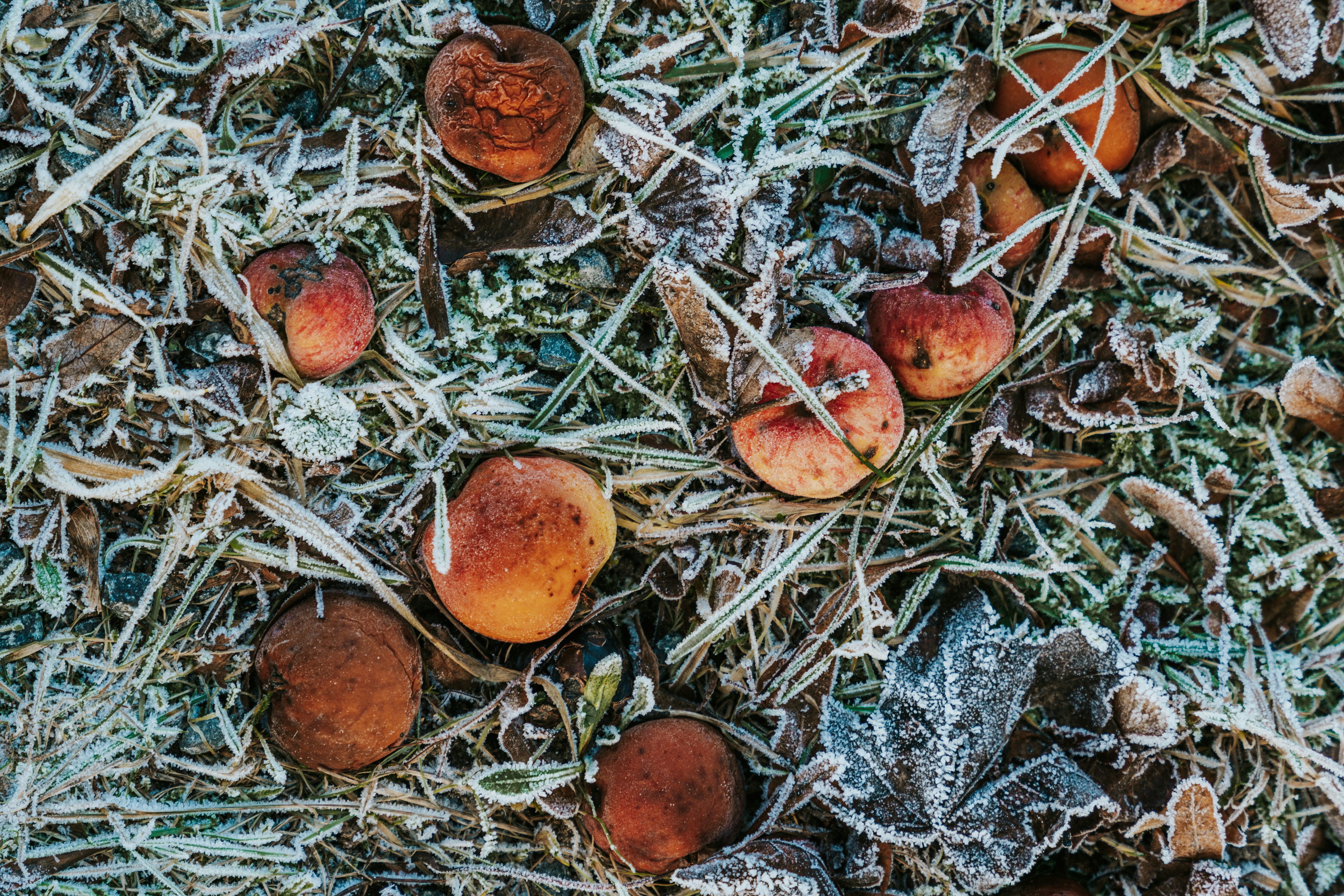 a bunch of fruit sitting on the ground covered in frost
