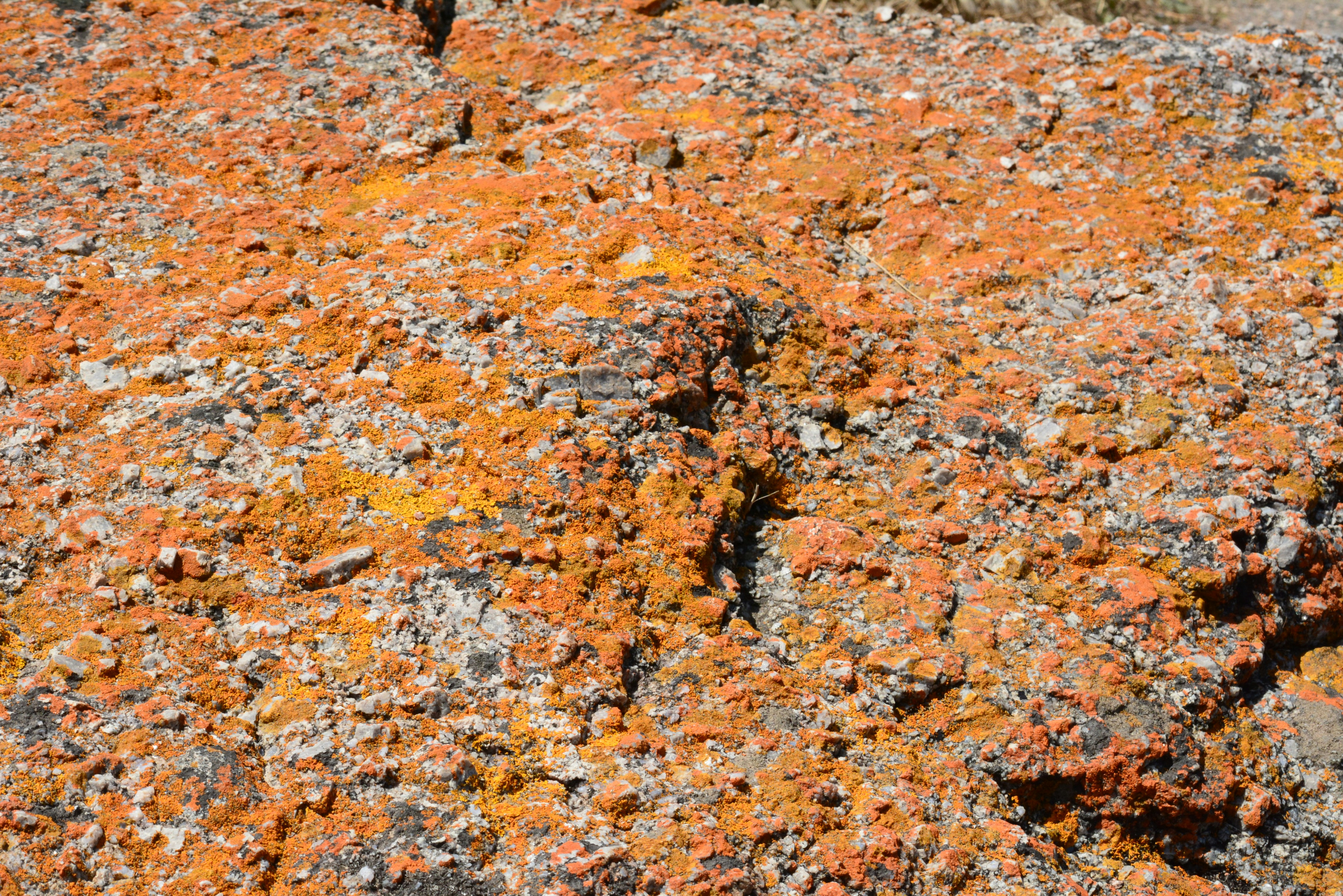 a rock covered in lots of orange lichen